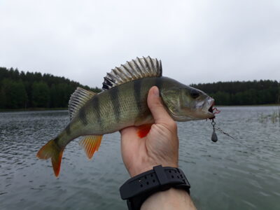 Eurasian perch, 0.3 kg