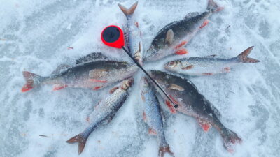 Eurasian perch