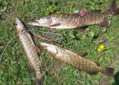 Northern Pike ×3 — Arinas