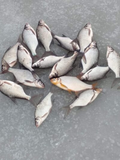Carp bream — Kupiškio