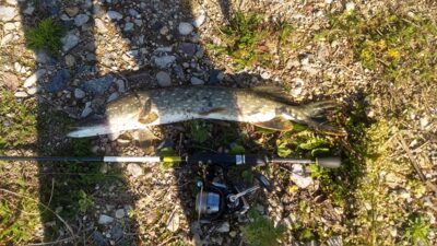Northern Pike, 1.5 kg