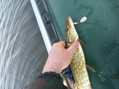 Northern Pike, 0.6 kg — Arinas