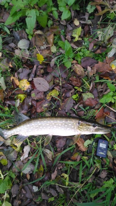 Northern Pike, 1.5 kg — Lėvuo