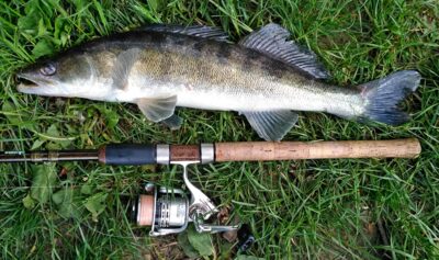 Pike perch — Neman River