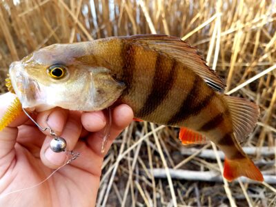 Eurasian perch