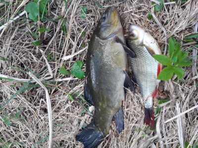 Tench, 1.0 kg