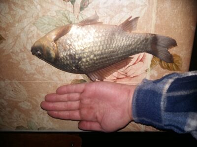 Prussian carp