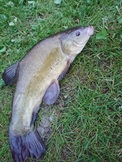 Tench