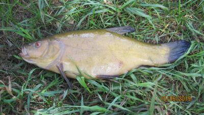 Tench, 0.9 kg