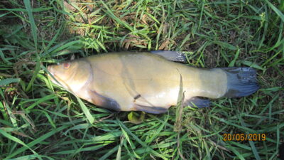 Tench, 0.7 kg