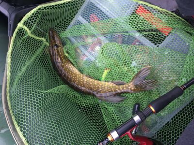 Northern Pike — Mūšėjus