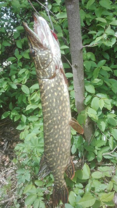 Northern Pike, 1.6 kg