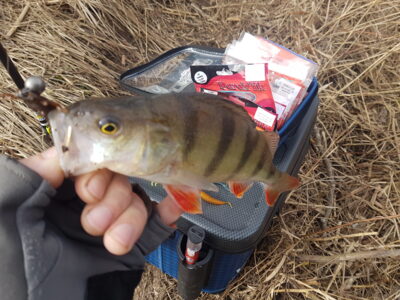 Eurasian perch