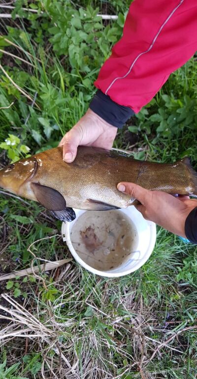 Tench — Raganių