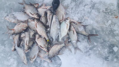 Carp bream