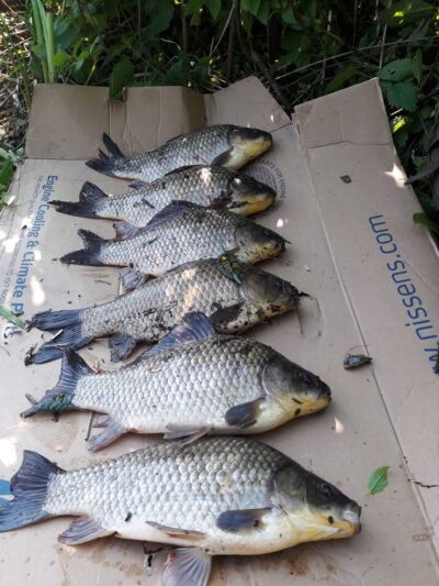 Prussian carp ×6 — Vėjinės