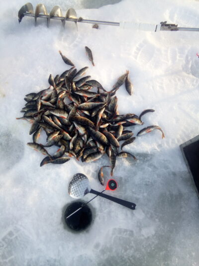 Eurasian perch ×130