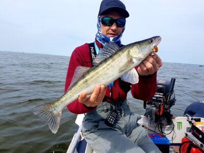 Pike perch