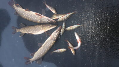 Northern Pike