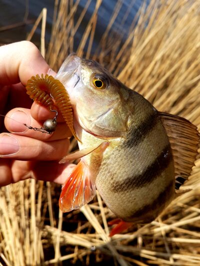 Eurasian perch