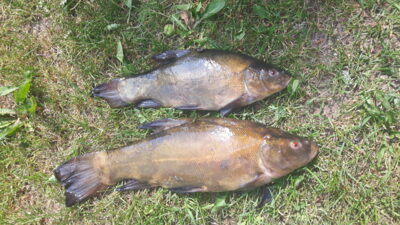 Tench