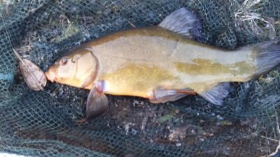 Tench, 0.9 kg — Neman River