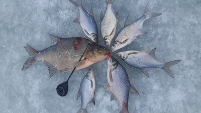 Carp bream