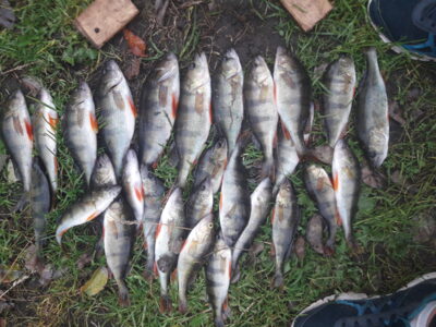 Eurasian perch ×27 — Balskų