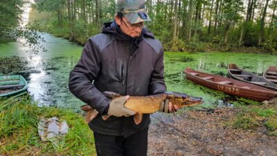 Northern Pike, 2.8 kg