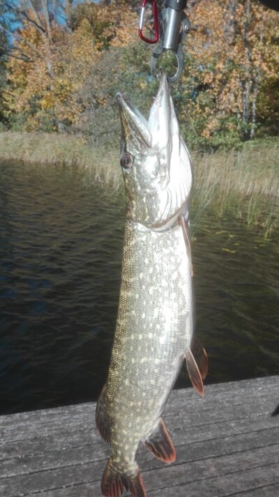 Northern Pike, 2.6 kg — Pakalas