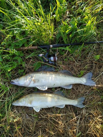 Pike perch ×2 — Kupiškio
