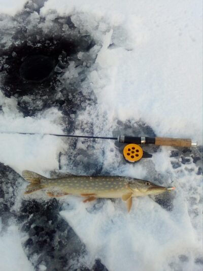Northern Pike