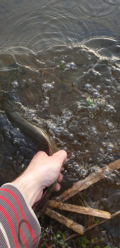 Northern Pike, 1.0 kg