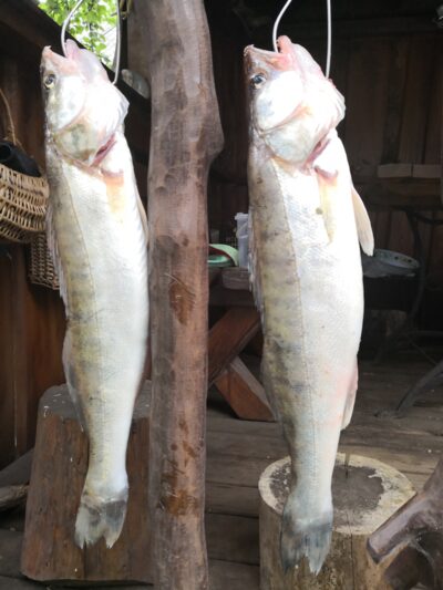 Pike perch ×2 — Kuršių