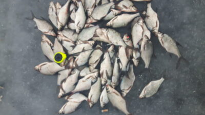 Carp bream