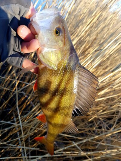 Eurasian perch