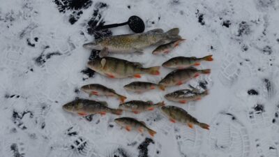 Eurasian perch ×12