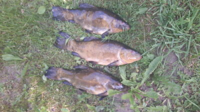 Tench