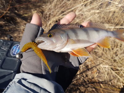 Eurasian perch
