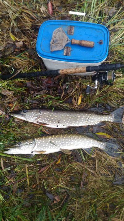 Northern Pike ×2 — Lėvuo