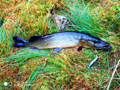 Northern Pike, 2.0 kg