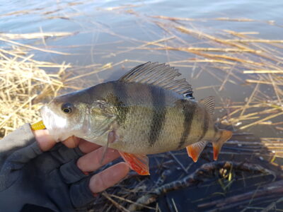 Eurasian perch