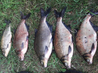 Carp bream ×5 — Kaunas reservoir