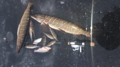 Northern Pike