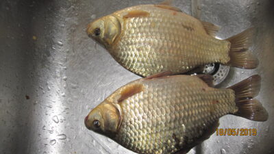 Prussian carp, 0.4 kg