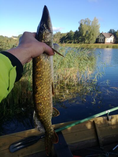 Northern Pike, 1.6 kg