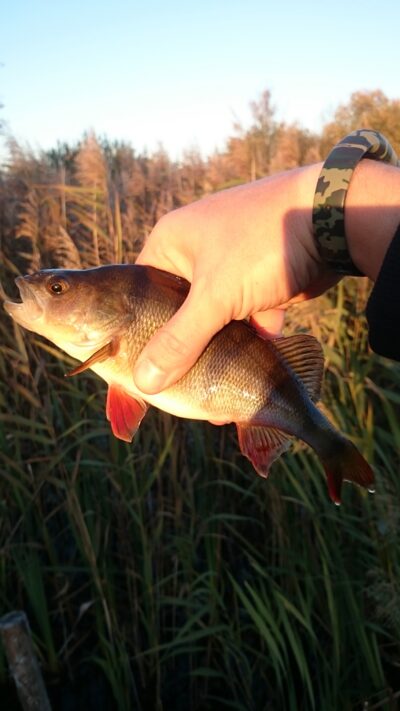 Eurasian perch