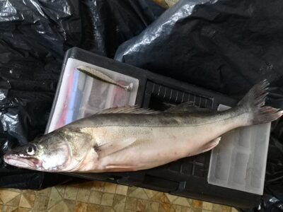 Pike perch, 1.3 kg — Kuršių