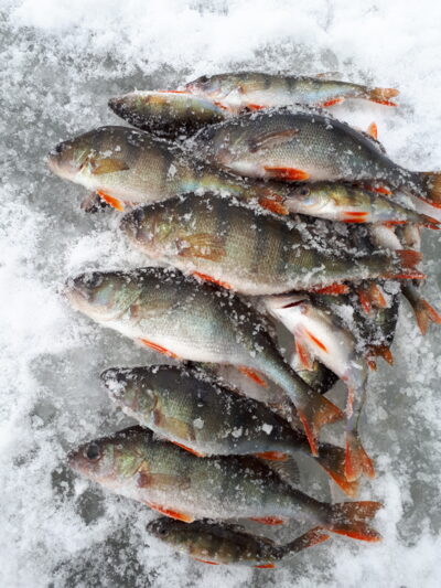 Eurasian perch ×7