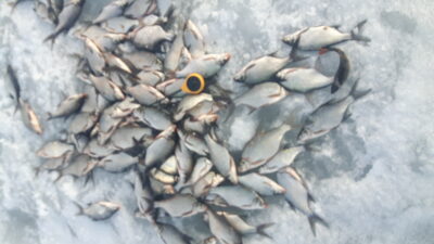Carp bream